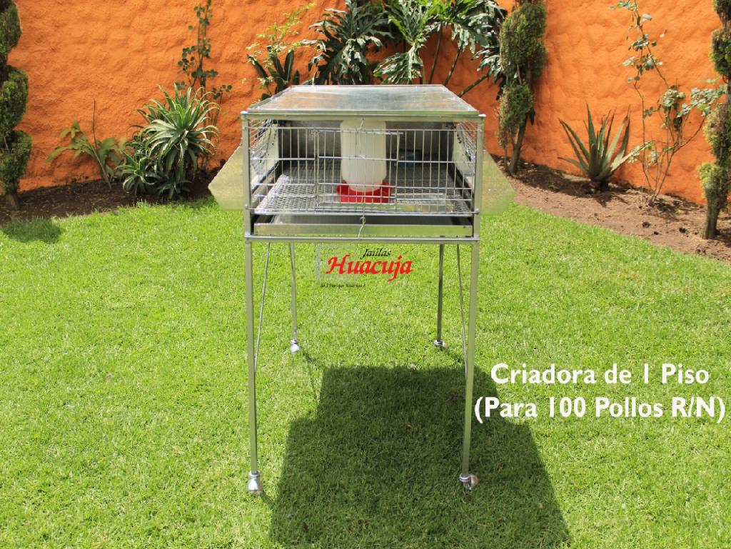Criadora de 1 Piso